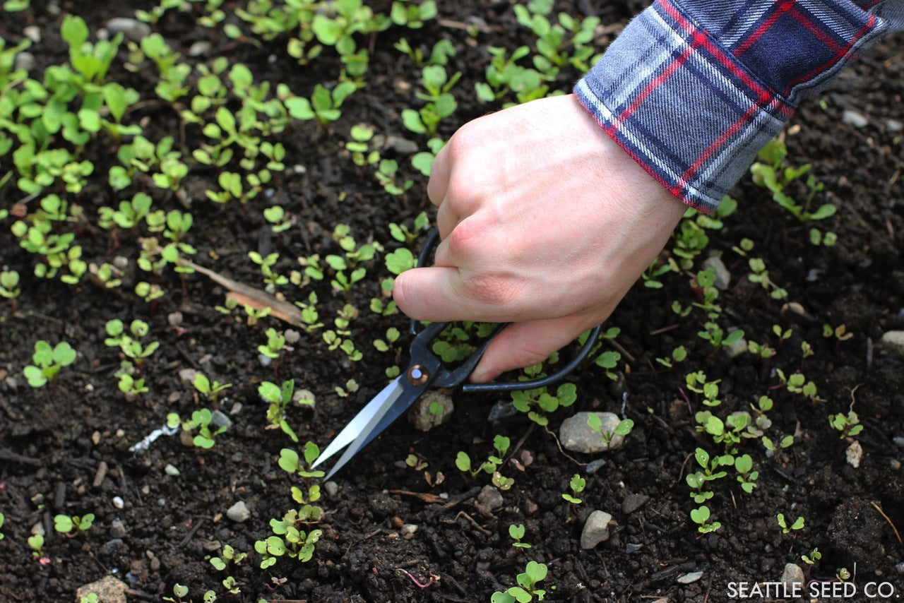 Forged steel pruners by Seattle Seed Company with sharp blades and ergonomic handles for gardening and pruning tasks.