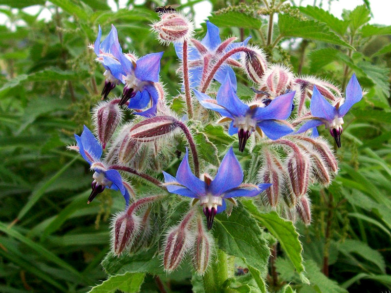 Bright Borage flowers from Seattle Seed Company with vibrant blue blooms and star-shaped petals in a garden setting.
