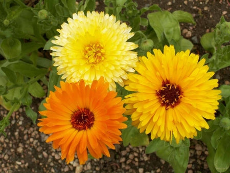 Bright Calendula Pacific Beauty flowers with vibrant orange and yellow petals, showcasing the colorful blooms from Seattle Seed Company.