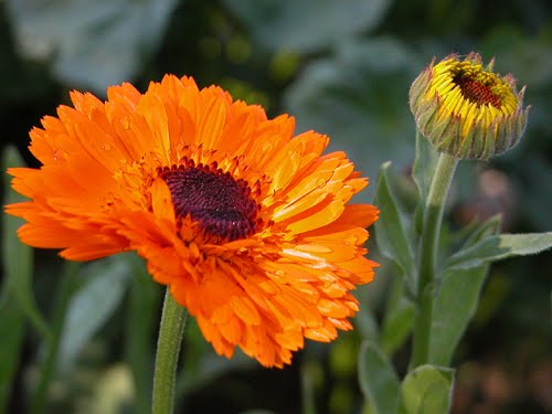 Bright Calendula Pacific Beauty flowers with vibrant orange and yellow petals, shown in a natural flower display.
