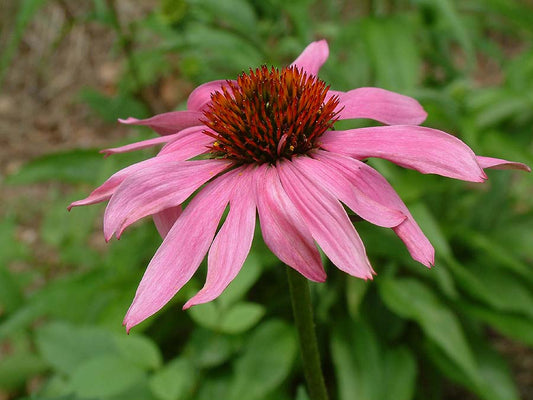 Bright purple Echinacea Purpurea flower from Seattle Seed Company with vibrant petals and a prominent central cone.