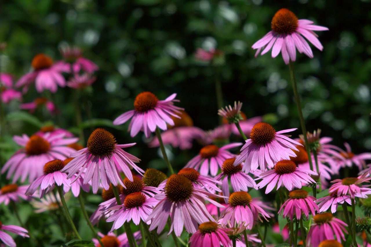 Bright purple Echinacea Purpurea flowers from Seattle Seed Company with tall stems and vibrant petals in full bloom.