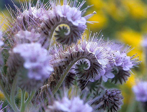Lacy Phacelia flowers from Seattle Seed Company with delicate purple-blue blossoms and lush green foliage.