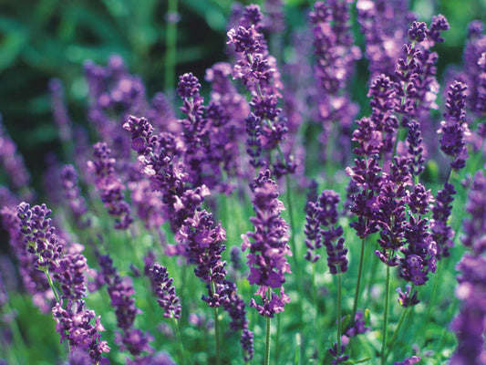 English lavender flowers by Seattle Seed Company, fresh and vibrant lavender bunch with leafy green stems.