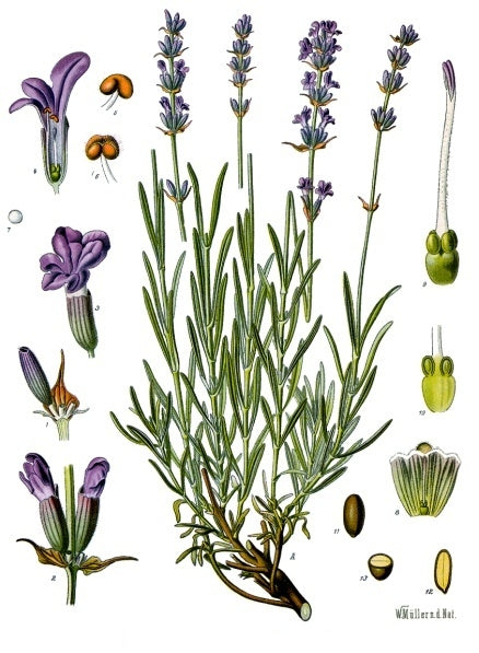 English Lavender flowers from Seattle Seed Company, showing vibrant purple lavender blooms and green foliage in a garden setting.
