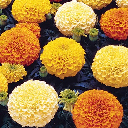 Bright Marigold Crackerjack flowers from Seattle Seed Company, showcasing vibrant orange blooms with green foliage.