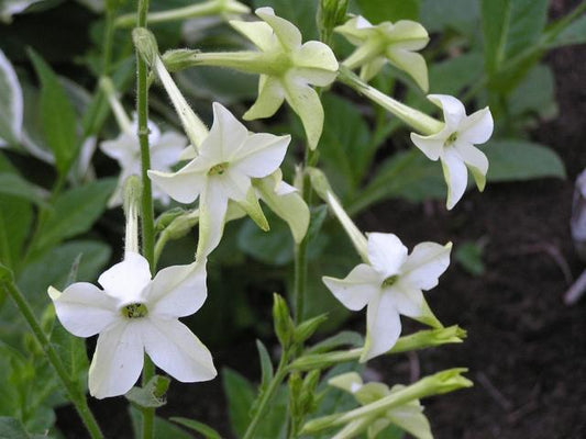 Jasmine-scented Nicotiana flowers from Seattle Seed Company with tall, trumpet-shaped blooms in a garden setting.
