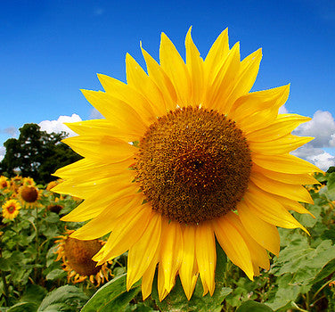 Large sunflower flower from the Mammoth Russian variety by Seattle Seed Company, showcasing bright yellow petals and a tall stem.