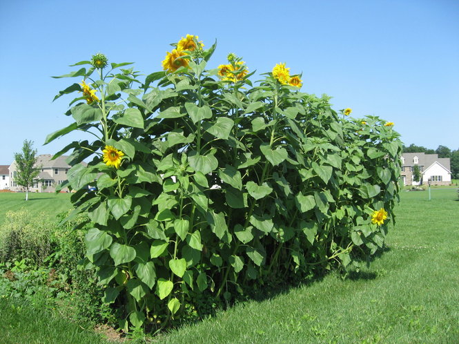 Tall sunflower flower from the Mammoth Russian variety by Seattle Seed Company, with large yellow blooms and green leaves.