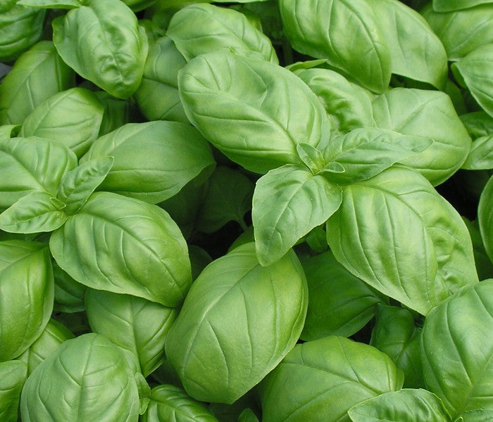 Fresh Italian basil with large leaves from Seattle Seed Company, showcasing vibrant green herb ideal for culinary use.