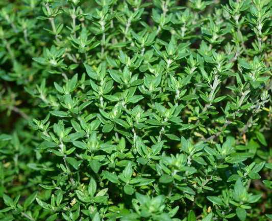 Fresh thyme herb plant from Seattle Seed Company, showing green leaves and woody stems, ideal for culinary use.