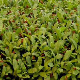 Fresh alfalfa microgreens from Seattle Seed Company, vibrant green sprouts perfect for salads and garnishes.
