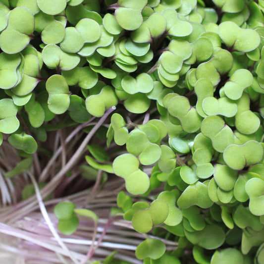 Fresh green kale microgreens from Seattle Seed Company, young leafy microgreens ideal for salads and garnishes