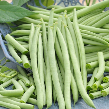 Fresh Venice Bush beans from Seattle Seed Company, vibrant green vegetable beans in a natural setting.