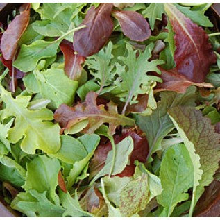 Fresh mild mesclun mix lettuce from Seattle Seed Company, vibrant green leafy vegetables for salads and healthy dishes.