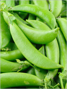 Fresh sugar snap peas from Seattle Seed Company, vibrant green vegetables with pods and crisp peas inside.