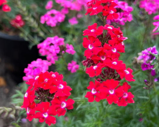 Packet of Sweetheart Kisses Verbena flower seeds from Seeds 'n Such, showing colorful seed packet with vibrant flower images.