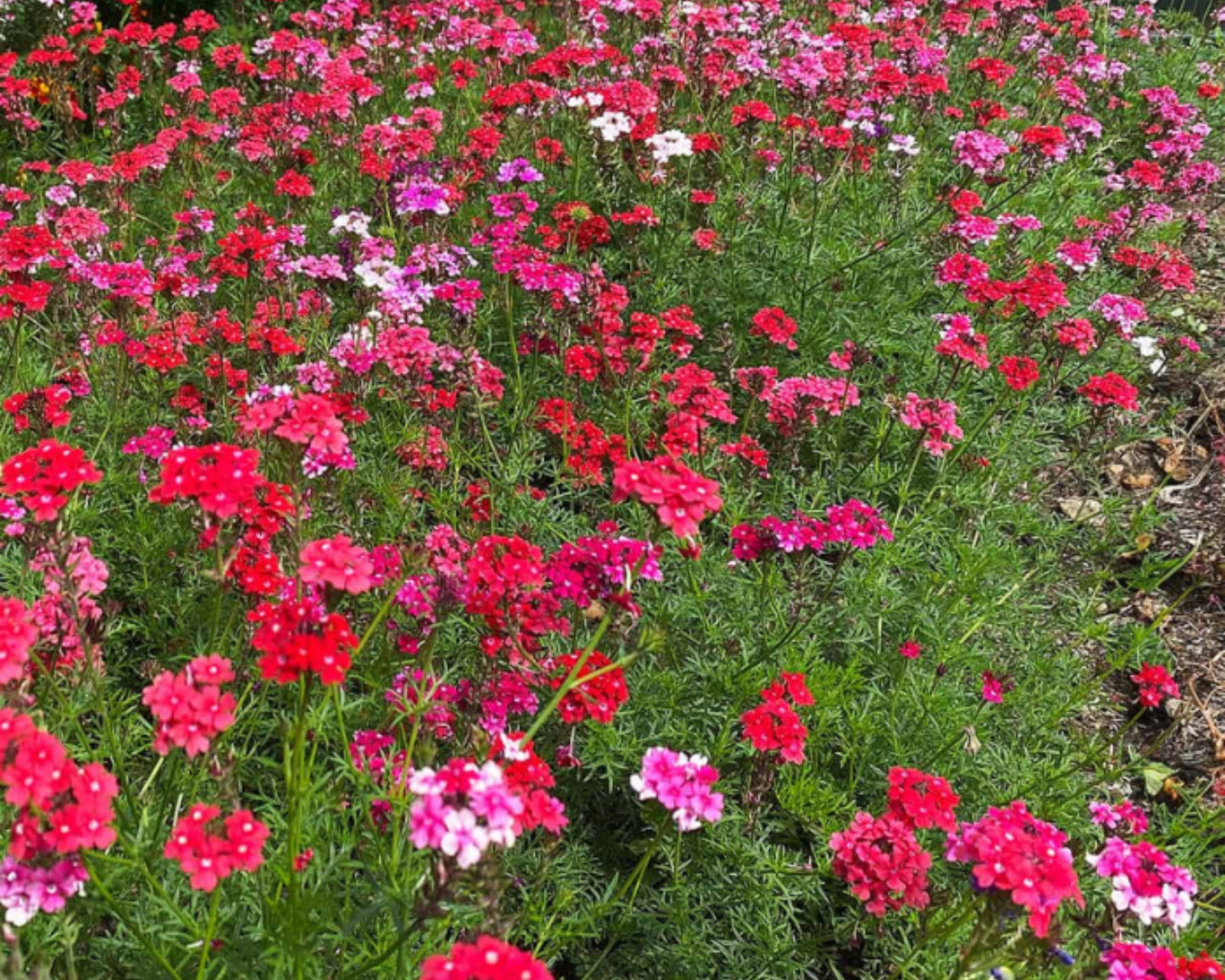 Packet of Sweetheart Kisses Verbena flower seeds from Seeds 'n Such, showing a colorful seed packet with vibrant floral illustrations.
