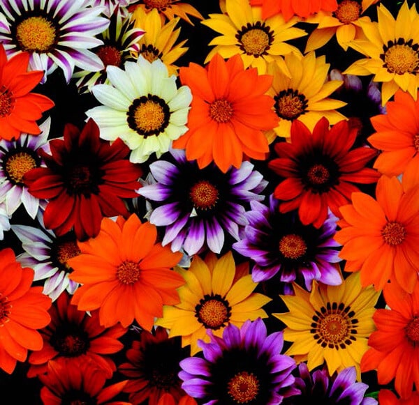 Packet of Seeds 'n Such New Day Hybrid Mix Gazania flower seeds with 15 seeds for planting and growing colorful blooms.
