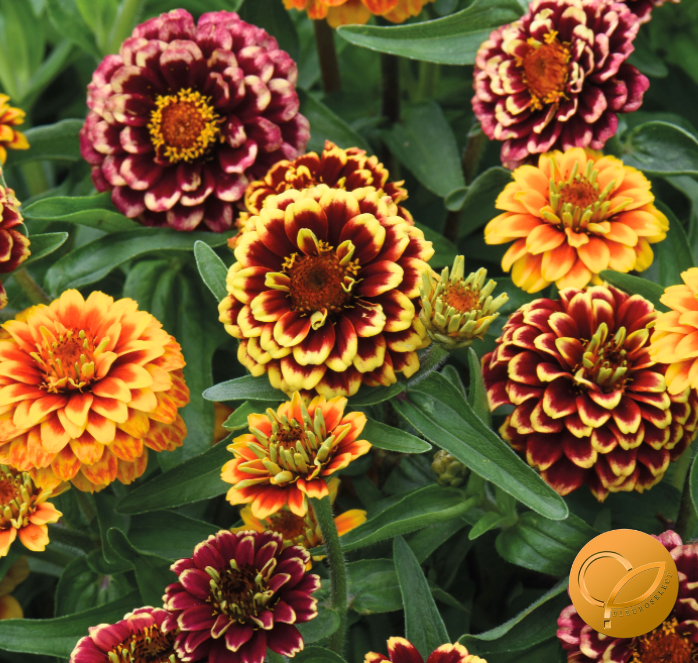 Aztec Sunset Zinnia flower seeds packet from Seeds 'n Such showing 15 to 20 vibrant flower seeds for planting.