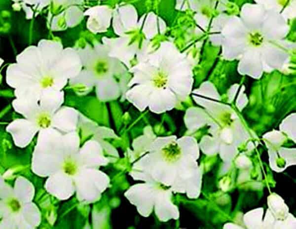 Covent Garden Baby's Breath Seeds - Blessings Grow Meadows