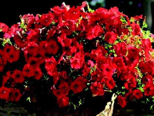 Packet of Shock Wave® Red Spreading Petunia flower seeds by Seeds 'n Such, featuring bright red seed pellets for gardening.