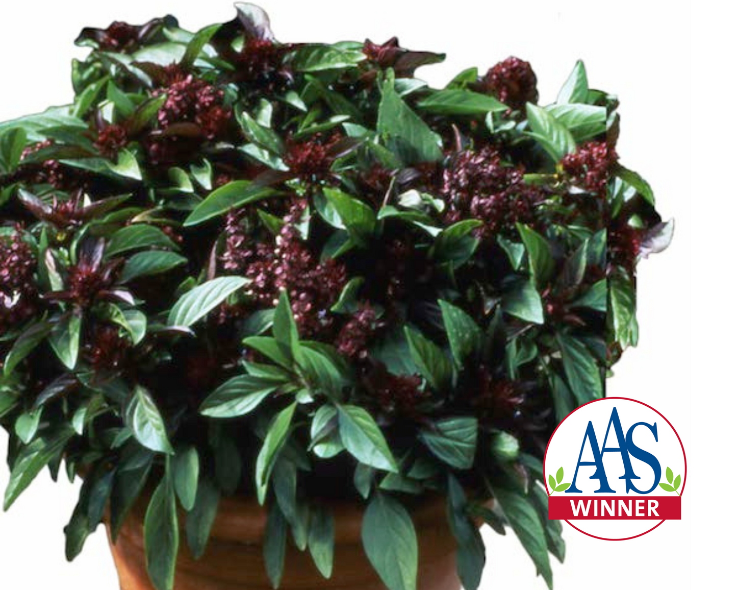 Packet of Thai Siam Queen Basil Seeds from Seeds 'n Such, showing vibrant herb seed packet for growing Thai basil at home.