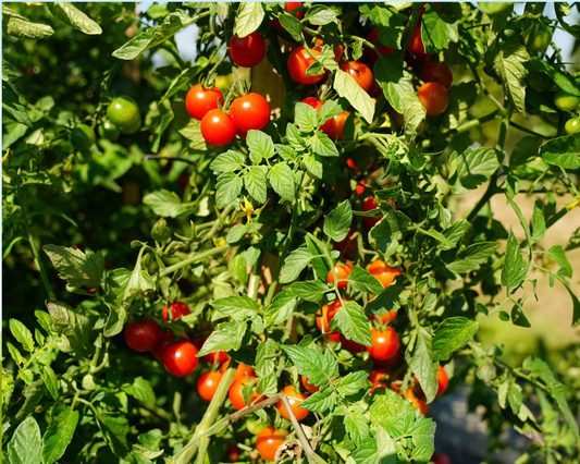 Packet of Seeds 'n Such Super Sweet 100 Hybrid Tomato Seeds, 25-30 seeds for planting and growing delicious cherry tomatoes.