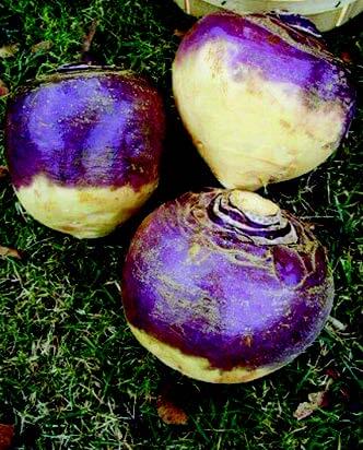 Laurentian Rutabaga Seeds - Blessings Grow Meadows