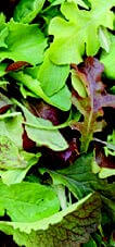 Packet of Seeds 'n Such Mild Mesclun Mix Seeds with 1,000 seeds for fresh salad greens and mixed leafy vegetables.