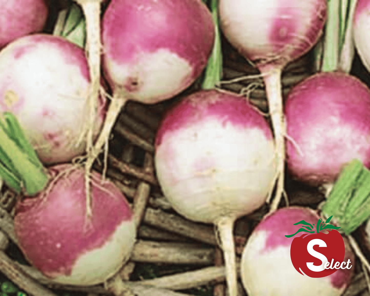 Purple Top White Globe Turnip Seeds - Blessings Grow Meadows