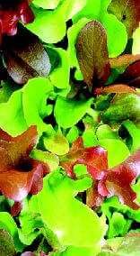 Packet of Seeds 'n Such Zesty Mesclun Mix Seeds showing vibrant mixed leafy greens for salad planting.