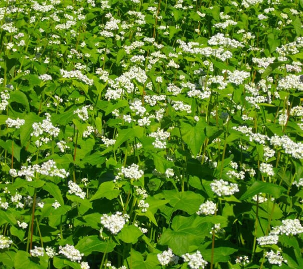 Buckwheat Seeds - Blessings Grow Meadows
