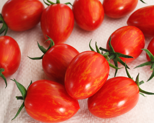 Red Torch Hybrid Tomato Seeds packet from Seeds 'n Such, featuring fresh seed packets with red tomato seeds.