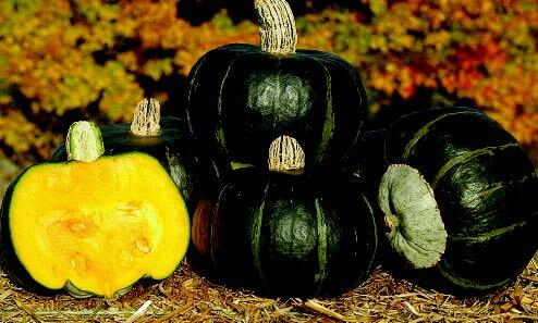 Bonbon Buttercup Hybrid Winter Squash Seeds - Blessings Grow Meadows