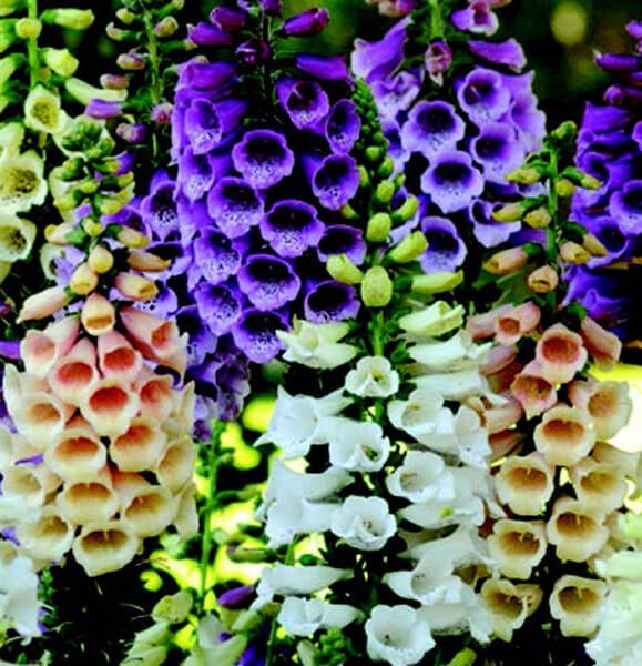 Packet of Seeds 'n Such Dalmation Hybrid Mix Foxglove seeds showing colorful seed packet with images of mature foxglove flowers and seeds.