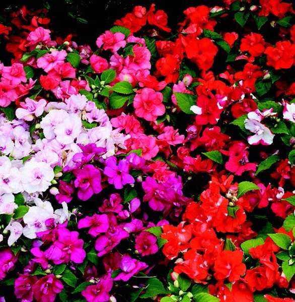 Packet of Seeds 'n Such Double Athena Hybrid Mix Impatiens seeds showing vibrant flower images and seed packet details.