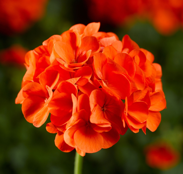 Packet of Seeds 'n Such Maverick Orange Hybrid Geranium Seeds showing 10 seeds in a colorful packet.