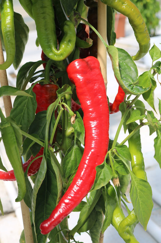 Packet of 10 Mesilla Hybrid Pepper Seeds by Seeds 'n Such, showing vibrant seed packet design and seed details.