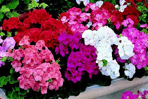 Packet of 10 Multibloom Formula Mix Geranium Seeds from Seeds 'n Such, showing colorful seed packet with germination instructions
