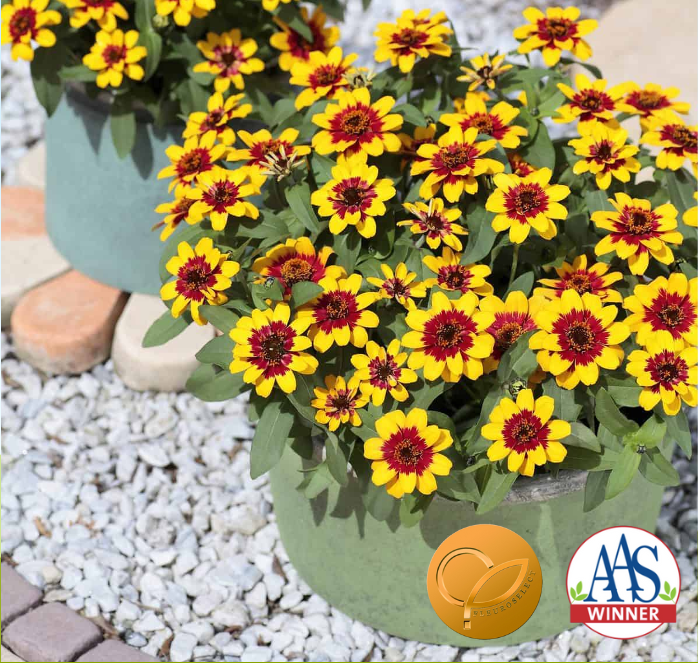 Packet of Seeds 'n Such Profusion Red Yellow Bicolor Hybrid Zinnia flower seeds with 10 seeds inside.