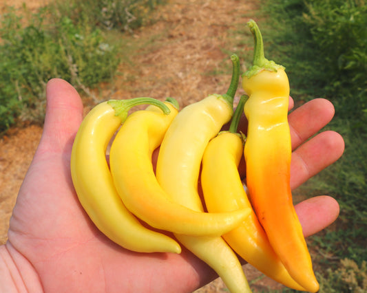 Packet of Seeds 'n Such Sweet Sunset Hybrid Pepper Seeds with 10 seeds for home gardening and flavorful peppers