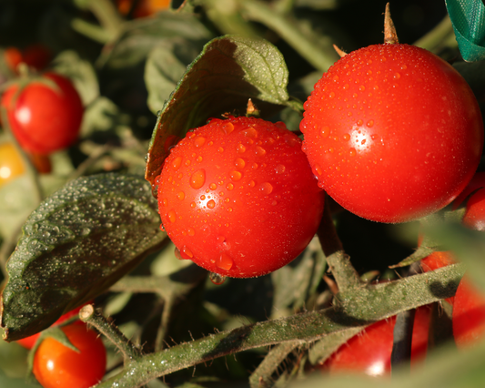 Packet of Seeds 'n Such Unicorn Hybrid Tomato Seeds showing 10 seed packets with colorful branding and tomato seed illustrations.