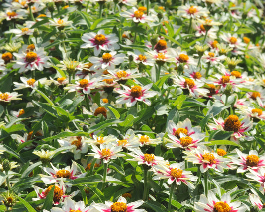 Packet of Zahara Starlight Rose Zinnia seeds from Seeds 'n Such, showing vibrant pink and rose-colored flower seeds.