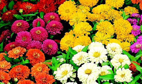 Packet of Seeds 'n Such Dreamland Hybrid Mix Zinnia Seeds showing vibrant flower seeds for garden planting