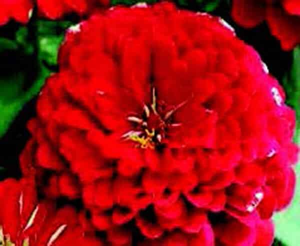 Packet of Dreamland Hybrid Red Zinnia Seeds by Seeds 'n Such showing 10 to 12 vibrant red zinnia flower seeds.