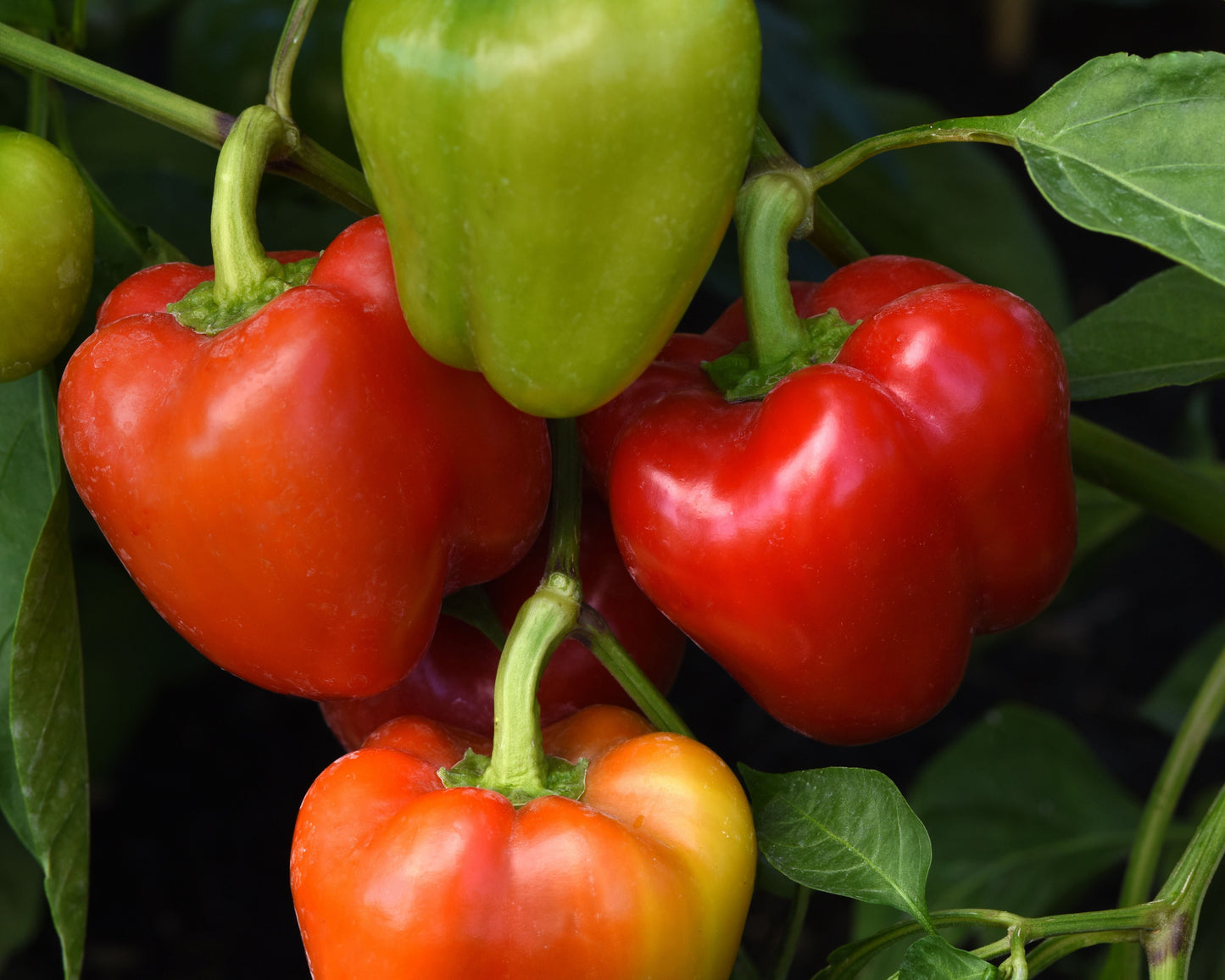 Seeds 'n Such Prism Hybrid Snack Bell Pepper Seeds packet with 10-12 seeds for growing vibrant, sweet bell peppers.