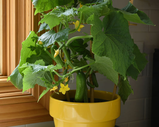 Packet of Seeds 'n Such Quick Snack Hybrid Cucumber Seeds with 10-12 seeds for home gardening and fresh cucumber harvest.