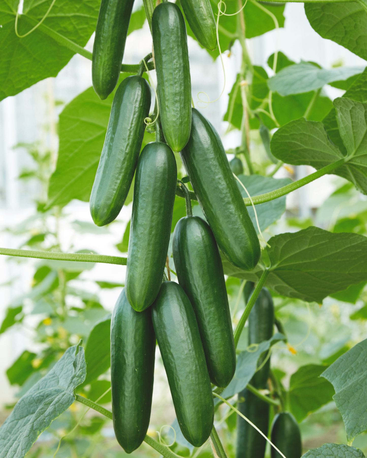 Packet of Seeds 'n Such Snack Hybrid Cucumber Seeds showing 10 to 12 seeds inside a colorful packet.