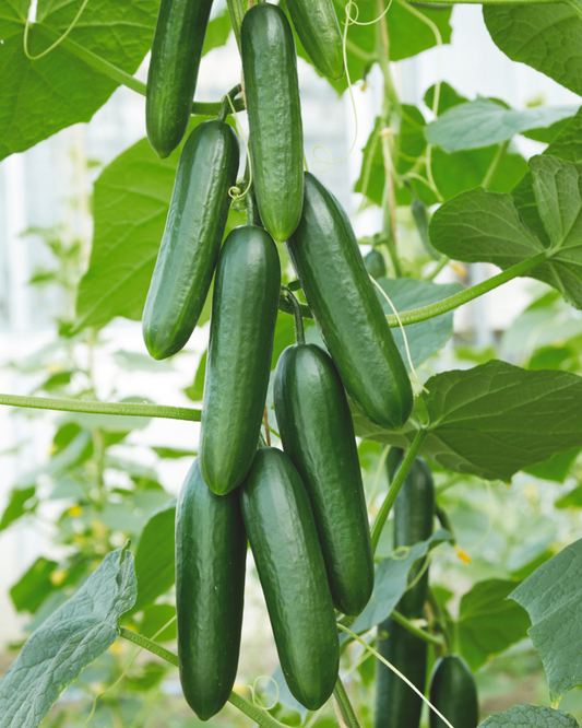 Packet of Seeds 'n Such Snack Hybrid Cucumber Seeds showing 10 to 12 seeds inside a colorful packet.